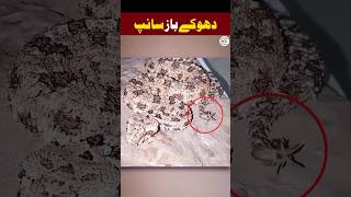 Dhoke bazz sanp || #facts #reels #viralfacts