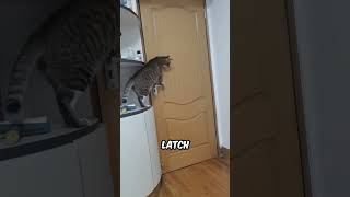 Smart Cat Figures Out Door Lock to Help a Friend!
