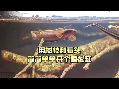 用树枝和石头，简简单单开个雷龙缸#开缸#雷龙缸#血斑一型雷龙