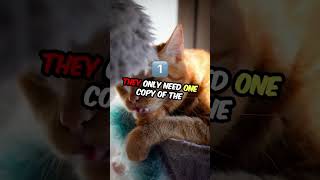Why Are Most Orange Tabbies Male #cat #catshorts #catvideos #catlover #catknowledge