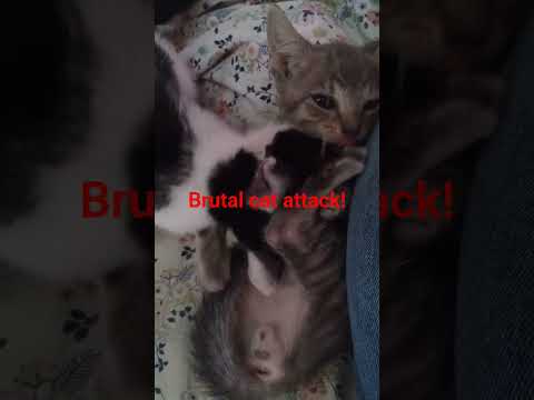 Cat attacks Mouse!