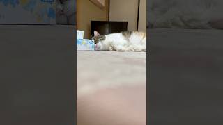 【猫の昼下がり】#ねこ部