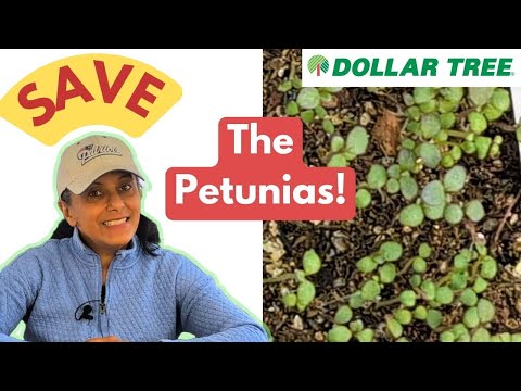 Damping Off Has Struck! | Potting Up Dollar Tree Petunia Seedlings | Grow Petunias From Seed