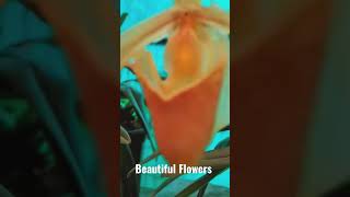 Beautiful Flowers