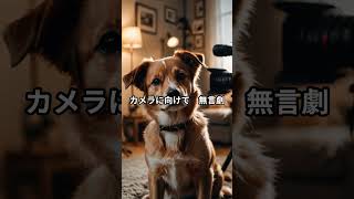 わんこ川柳 #柴犬 #ゴールデンレトリバー #犬のいる生活 #愛犬 #癒し