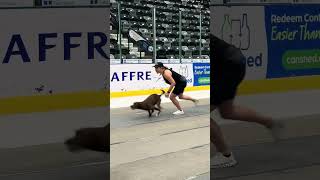 My Bugatti 🐶🥰😮‍💨😘 #flyball #bugatti #trending #dog #dogsports #fun #gooddog