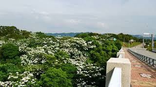油桐花開，看見桐花看見客家，歡迎來尞