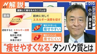 「痩せやすくなるタンパク質」発見　将来は食事制限なしの肥満治療も可能に【Nスタ解説】｜TBS NEWS DIG