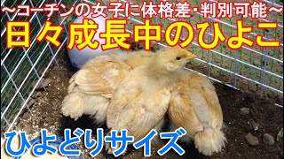 日々成長中のひよこ～庭遊びと砂浴びの名古屋コーチン幼雛は雌鶏に体格差が表れた16日目～