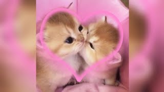 me gustas tu - manu chao [sped up]💗