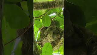 Those brown-throated sloths at Cahuita National Park are awesome!#CostaRica #Cahuita #NationalPark🇨🇷