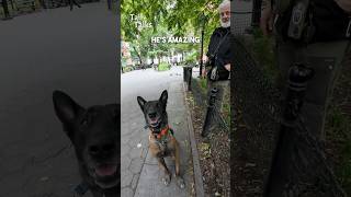 We met a Belgian Malinois training in the park #belgianmalinois ##dog