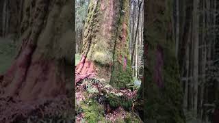 🌲 嘉義【阿里山】神木群
