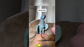 Parrot core🦜#parrot #cute #funny #fyp #foryour #foryourpages #pet#foryou
