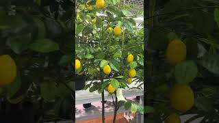 Faux plants for home decor #artificialtree #fauxplants #homedecorshopping
