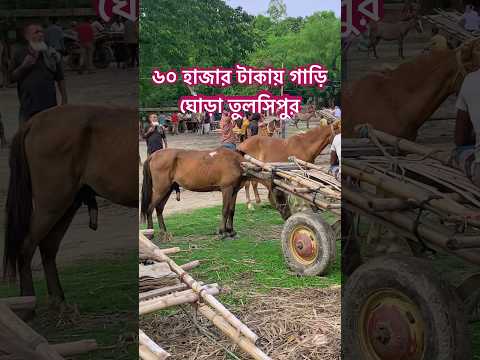 ৬০ হাজার টাকায় ঘোড়া পাবেন তুলশিপুর বাজারে #ঘোডারহাট #তুলসীপুর #horse #ঘোড়া #ইন্ডিয়ান