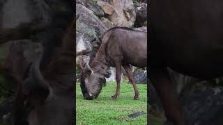 Kenalan dengan #wildebeest yuk!
