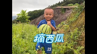 自家种的西瓜熟了，小梁带宝宝去摘，水果自由真开心。