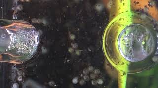 斑馬魚魚卵～前段觀察魚卵，很久很久才有動哦！後面一段是忽然發現魚苗
