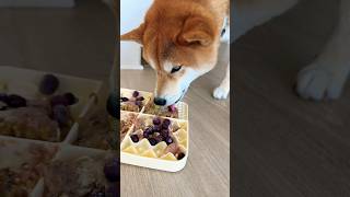 每天吃饭时最开心🥰 #cute #diy #柴犬 #shibainu #柴犬の癒し