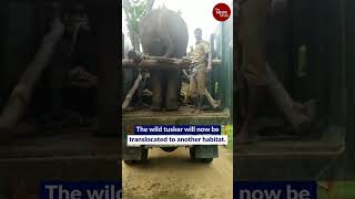 Arikomban, a wild elephant, captured in Tamil Nadu, to be translocation #shorts