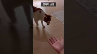 공 던져달라는 개냥이
