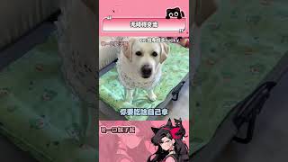 #狗子成精了 它竟然能聽懂我說話#無障礙交流的動物 #寵物