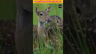 হরিণ এমন শব্দ করে অন্য প্রাণীদের সতর্ক করে!😱😱#shorts #gadgets