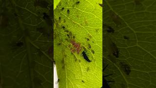 Looks at these aphids!! #bughunt #bughuntingadventures