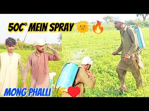 50C° mein Mong phalli ko Spray kea🌾 | Sakht dhoop🌞🔥|