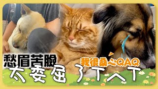 #寵物雲小編精選 委屈吉了T︿T 飼主「心靈雞湯」安慰委屈汪汪 網笑：像安慰失戀兄弟XD 媽出門玩5天橘貓難過 抱懷中安慰依舊豪委屈