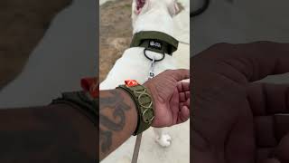 thepawpoint.com #Dogo #dogoargentino #dogs #shop #pet #pets #doglover #pawpoint #dogtreats