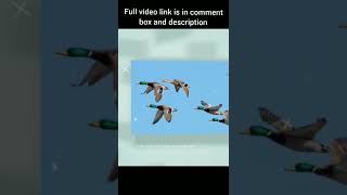 myth about animal / worng fact about animals /#shorts #getinfo