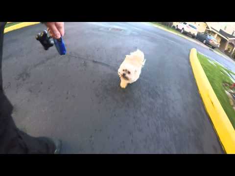 Pepper running around