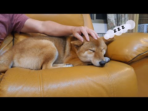 幫狗狗做SPA，狗狗表示:[太舒服了吧!]
