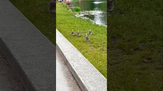 Goslings Running, Duck Flying! ❤️🤩 #goslings #flyingduck #shorts
