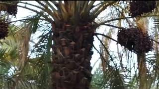 all.nuts is a big supplier and exporter in Dates Fruits in Iran .