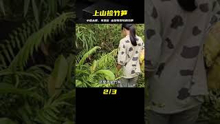 拾荒男孩上山找竹筍，小雪太累不想去，最后還是上山了 #荒野求生 #荒野独居 #求生挑战 #生存挑战 #荒野