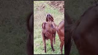 #goats #village #villagefarms #bakra #gaon #gaokavlog #vlog #bakri #villagelife