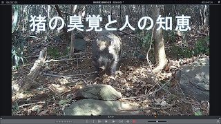猪の臭覚と猟師の知恵　2025 02 03