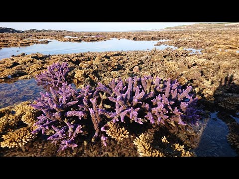 金瓜仔礁大退潮。沿路珊瑚看飽飽 上島看小鳥