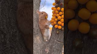 小兔子吃水果好可愛。The little bunny is so cute eating fruit. 果物を食べるウサギがとてもかわいいです。