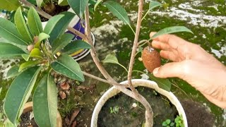 গাছের পাকা সফেদা ছিঁড়ে নিব/টবের গাছে ছোট ছোট সফেদা ও ফুল রয়েছে এবং যে যত্ন করি। @greenfriends8901