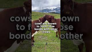 #6.cows also make best friends😱. intresting fact⚡#facts #youtubeshorts #shorts