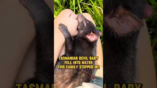 Tasmanian Devil Baby Fell Into Water — This Family Stepped In!