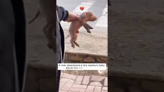 From Abandoned Piglet to Beloved Family Member 🐾।  #shorts #pets
