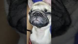 i have nothing to do 😂 #pets #pug #mypug #cuteanimals #doggovibes