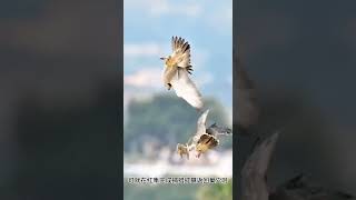 乌鸦趁着红隼没在家偷袭巢穴  结果付出了惨痛代价动物世界 野生动物零距离 看动物世界品百味人生