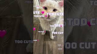 Playing with CapCut templates #shortvideo #capcutfilter #youtubeshorts #shorts
