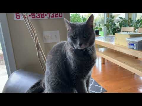 The Misadventures of Merritt's Cat